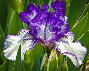 Close-up of purple iris flower