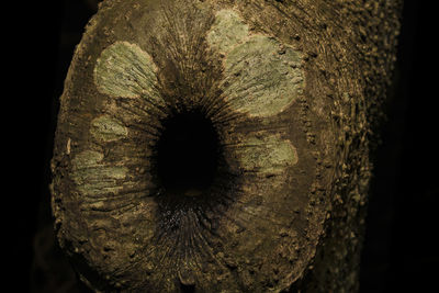 Close-up of tree trunk