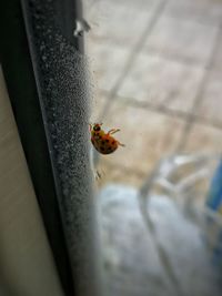 Close-up of ladybug on glass window
