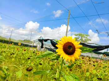 Close-up of sunflowers blooming on field against sky