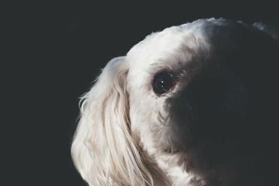 Close-up portrait of dog against black background