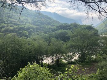 Scenic view of forest against sky