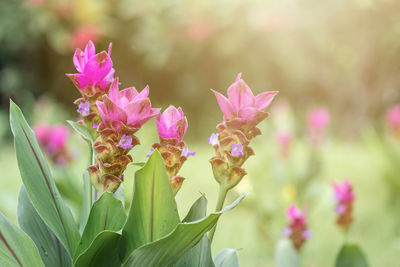 Close-up of pink flowering plant