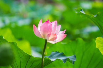 Close-up of pink water lily