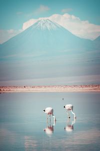 View of birds on sea against mountain range