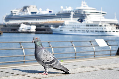 Seagull perching on railing against sea