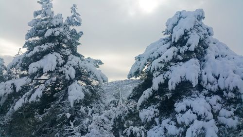 Snow covered trees against sky