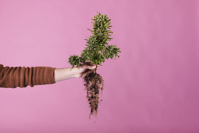 Cropped hand of woman holding plant