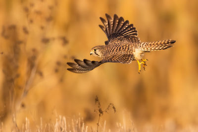 Close-up of a bird flying