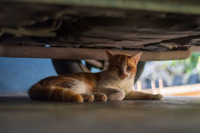 Portrait of cat sitting