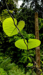 Close-up of green leaves on tree in forest