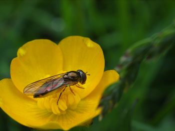 Close-up of insect on yellow flower