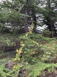 Trees growing in forest