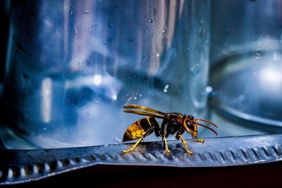 Close-up of spider on a window