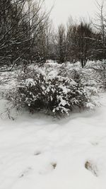 Trees on snow covered field