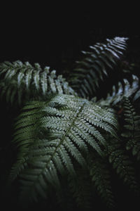 Full frame shot of wet plant