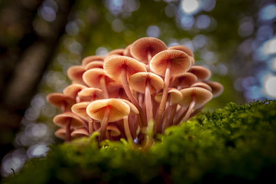 Close-up of mushroom growing on land