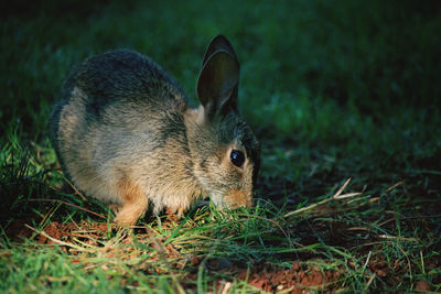 Close-up of a rabbit on field