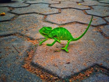 High angle view of green leaf on footpath