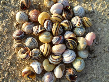 Close-up of seashell on pebbles