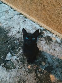 Portrait of black cat on wall