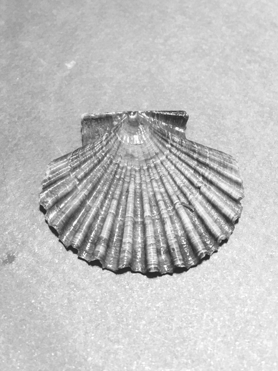 HIGH ANGLE VIEW OF SEASHELLS ON SAND