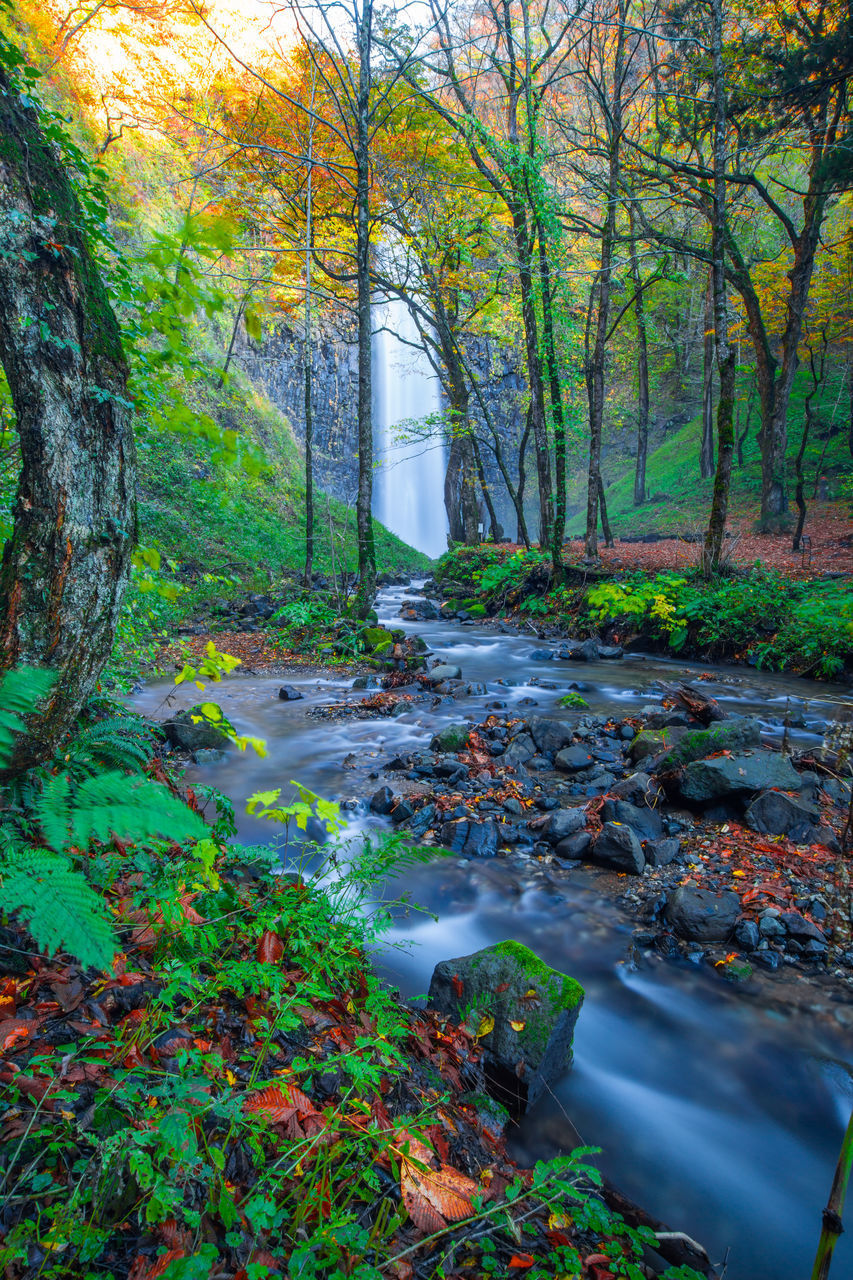 STREAM AMIDST TREES IN FOREST