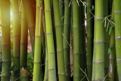 Bamboo stems can be used for many purposes