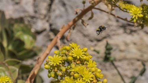 Close-up of butterfly pollinating on flower