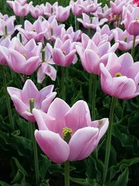 Close-up of pink flowers