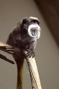 Close-up of monkey with beard sitting on wood