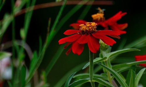 Close-up of bee on red flower