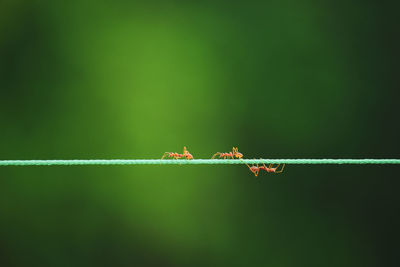 Close-up of ants on string