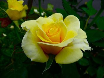 Close-up of yellow rose