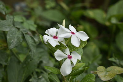 Close-up of white flowering plant