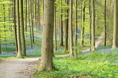 Trees growing in forest