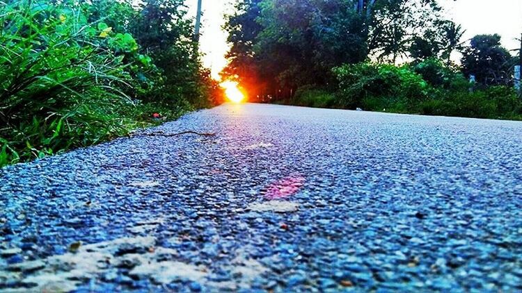 ROAD AMIDST TREES