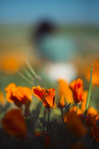 Close-up of yellow flowers blooming against sky