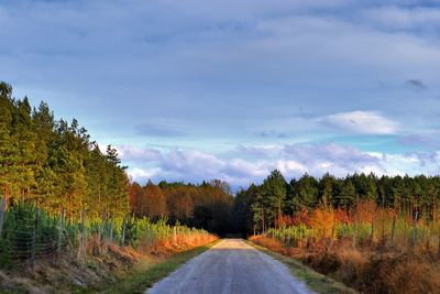 Road amidst plants and trees against sky