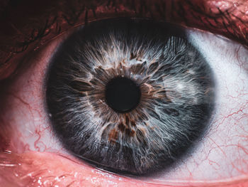 Close-up of human eye