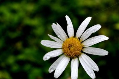 Close-up of daisy flowers