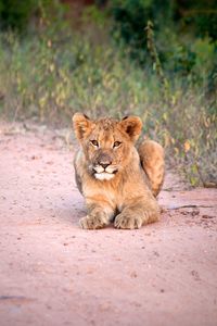 Lion cub lying on the road of kruger