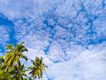 Low angle view of palm trees against blue sky