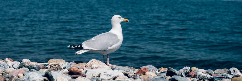 Seagull perching on rock by sea