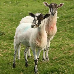 Yorkshire dales sheep 