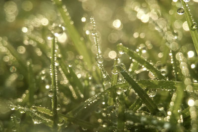 Close-up of wet grass