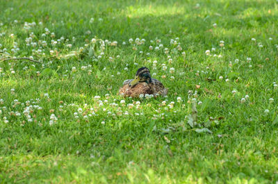 Duck on a field