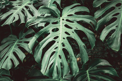 Full frame shot of leaves