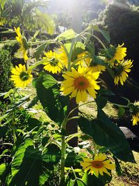 Close-up of yellow flowers blooming outdoors