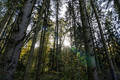 Trees in forest